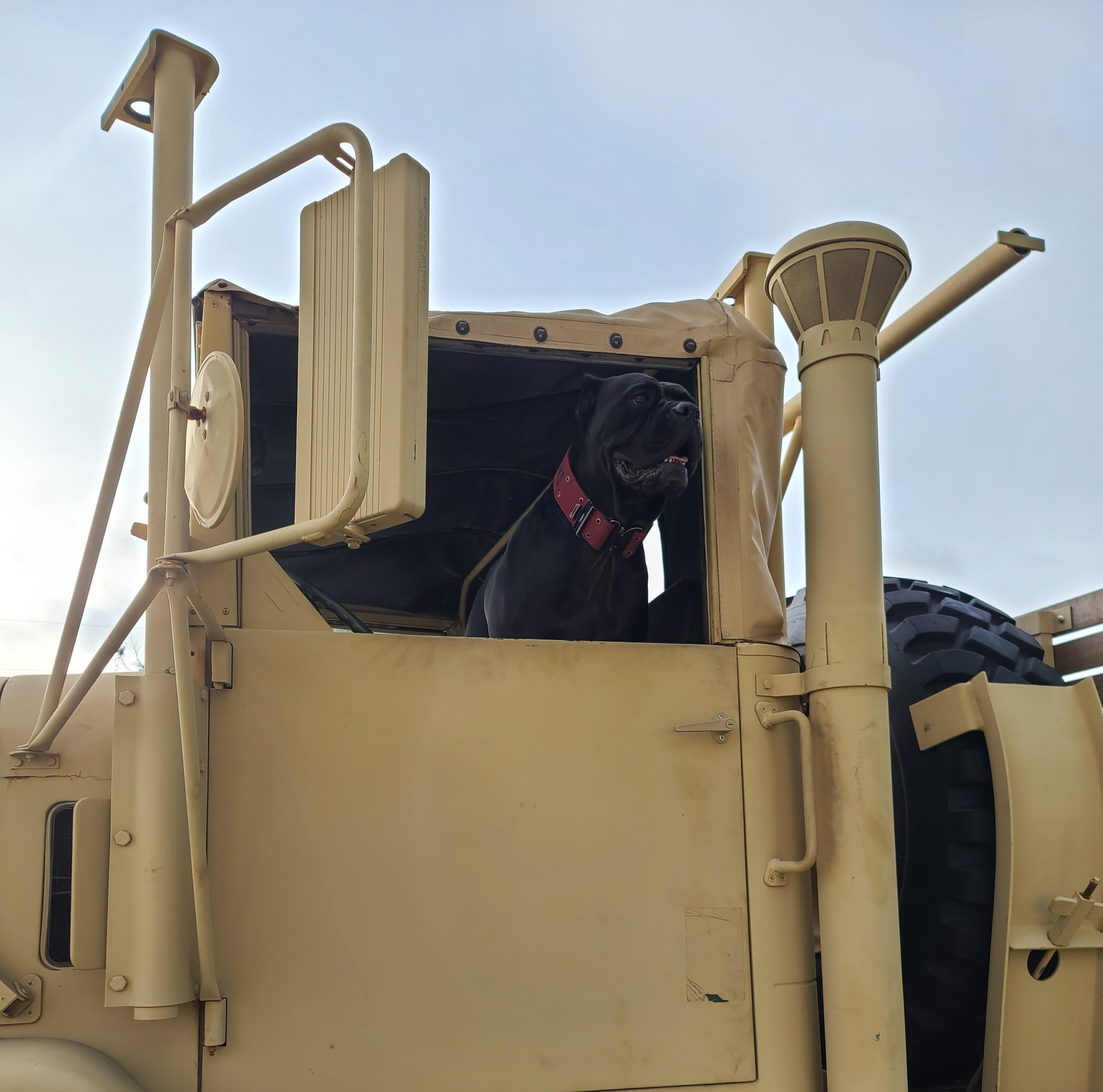 dog in military vehicle